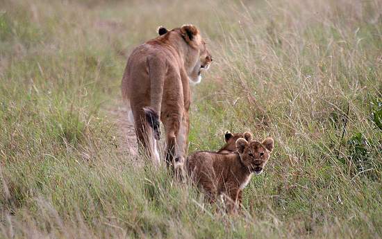 Löwen Masai Mara