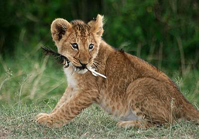 Löwen Masai Mara