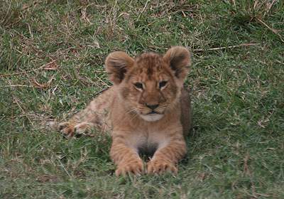 Löwen Masai Mara