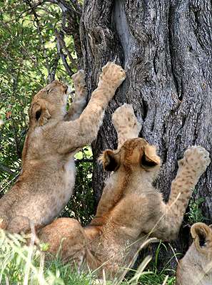 Swamp pride, Masai Mara