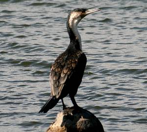 Lake Naivasha