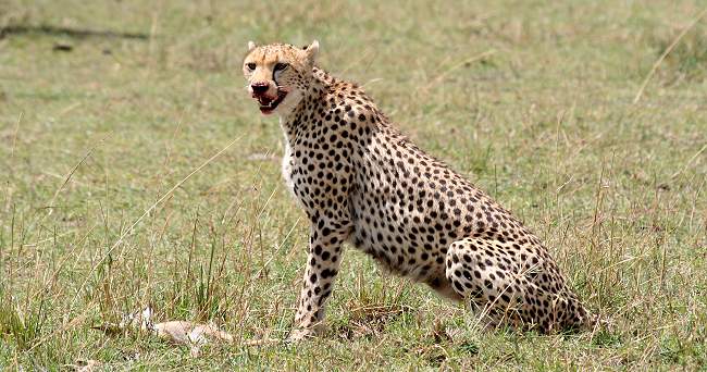 Gepard Shakira, Acinonyx jubatus, cheetah Masai Mara