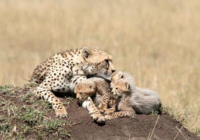 Gepard, Acinonyx jubatus, cheetah Masai Mara