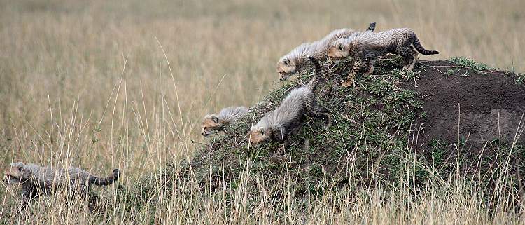 Gepard Shakira, Acinonyx jubatus, cheetah Masai Mara