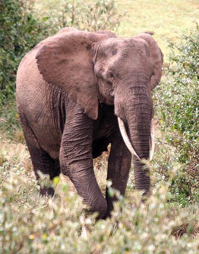 Elefant, The Ark - Aberdare National Park