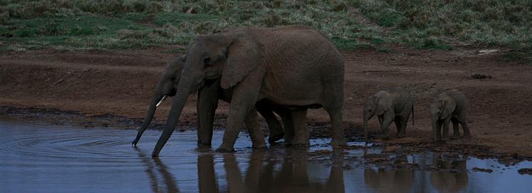 Elefanten, The Ark - Aberdare National Park