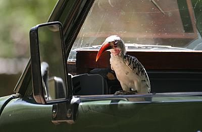 Roberts Camp, Lake Baringo