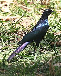 Roberts Camp, Lake Baringo