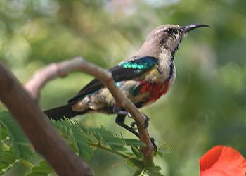 Roberts Camp, Lake Baringo