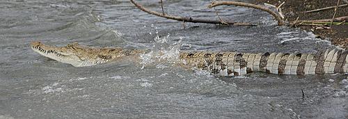 Lake Baringo