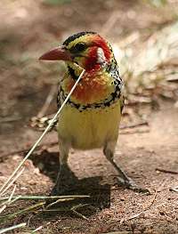 Roberts Camp, Lake Baringo