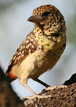 Roberts Camp, Lake Baringo