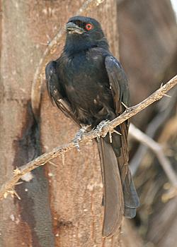 Roberts Camp, Lake Baringo