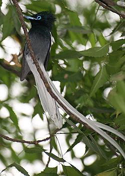 Roberts Camp, Lake Baringo