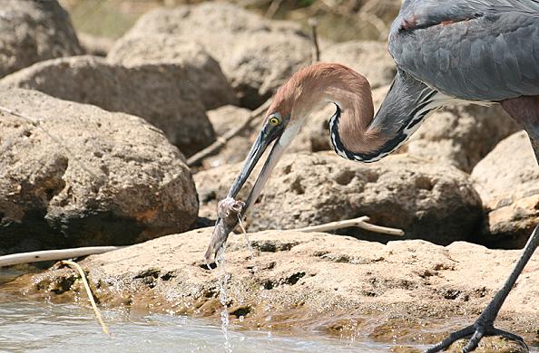 Lake Baringo