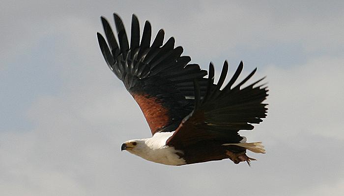 African Fish Eagle, Haliaestus vocifer