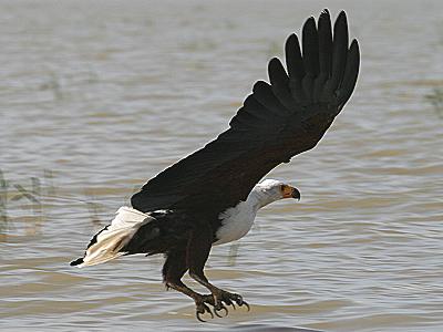 African Fish Eagle, Haliaestus vocifer