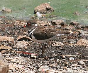 Lake Bogoria