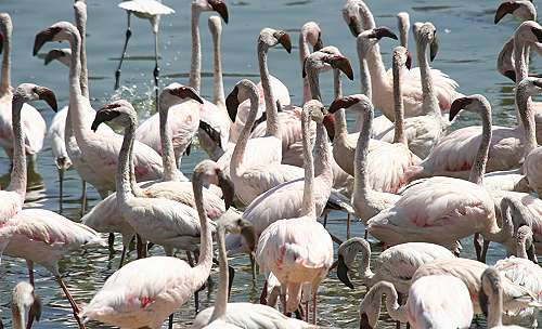 Lake Bogoria