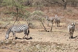 Lake Bogoria