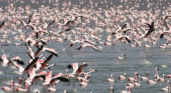 Lake Bogoria