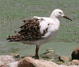 Lake Bogoria