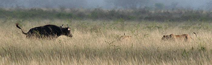 Löwen - Tsavo