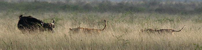 Löwen - Tsavo