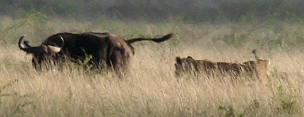 Löwen - Tsavo