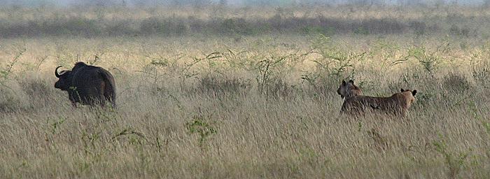 Löwen - Tsavo Ost National Park