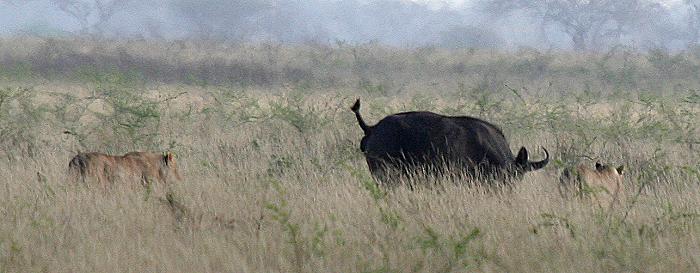 Löwen - Tsavo Ost National Park