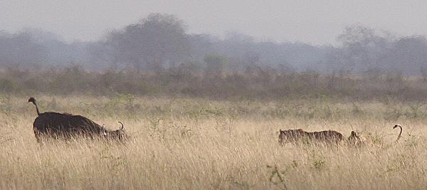 Tsavo Ost National Park