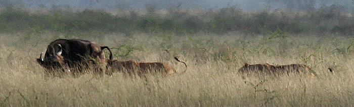 Löwen - Tsavo Ost National Park