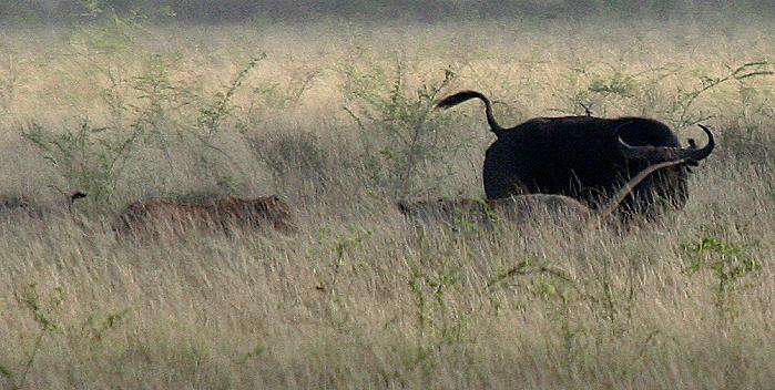 Löwen - Tsavo