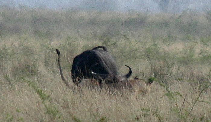 Maneater Tsavo