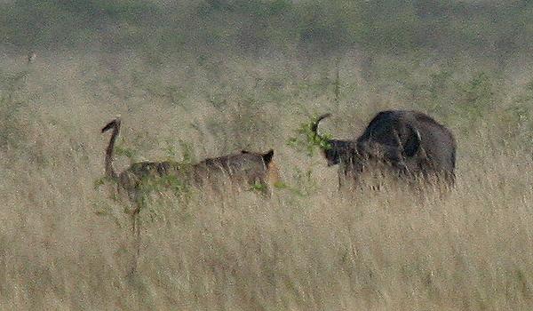 Maneater Tsavo