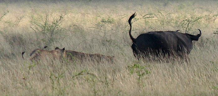 Maneater Tsavo