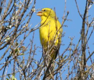 Birdsafari - Sandai Farm