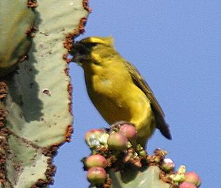 Birdsafari - Sandai Farm