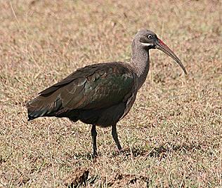 Birdsafari - Sandai Farm