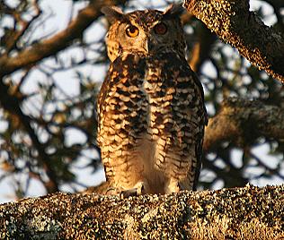 Mackinder Kaphuhu (Bubo capensis mackinderi) Mackinders Eagle Owls