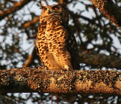 Birdsafari - Sandai Farm