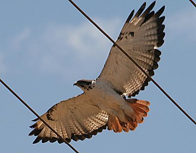 Birdsafari - Sandai Farm