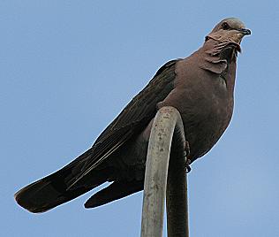 Birdsafari - Sandai Farm