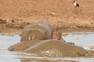 Tsavo Ost National Park