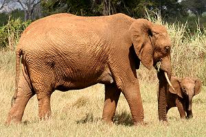 Tsavo Ost National Park