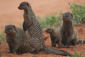 Tsavo Ost National Park