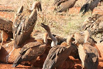 Tsavo Ost National Park