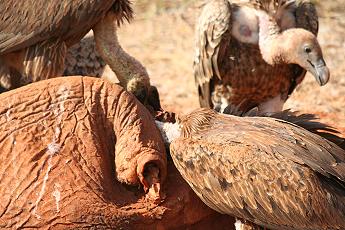 Tsavo Ost National Park