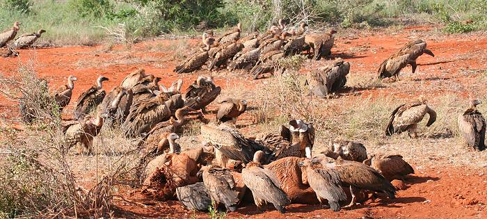 Tsavo Ost National Park